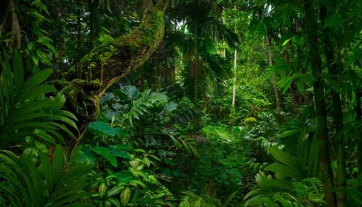 Desmatamento na Amaz&ocirc;nia: chuva mudou de lugar ao longo de 20 anos em Rond&ocirc;nia; entenda