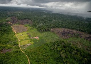 Desmatamento na Amazônia cresceu 68% em janeiro de 2025