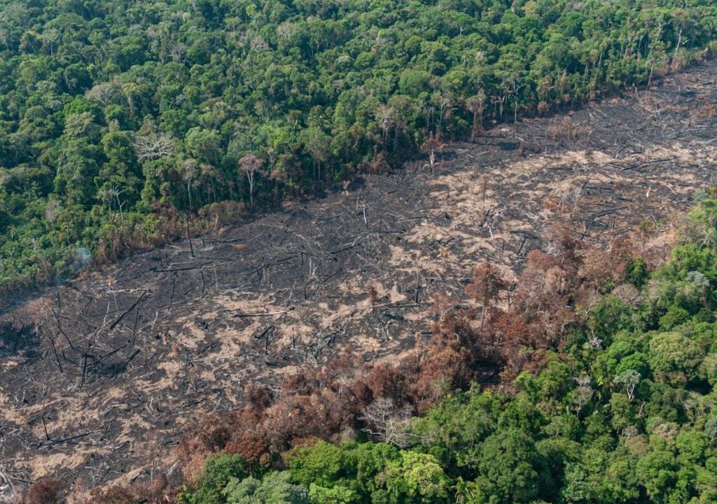 Desmatamento em alta na Amazônia Desmatamento em alta na Amazônia