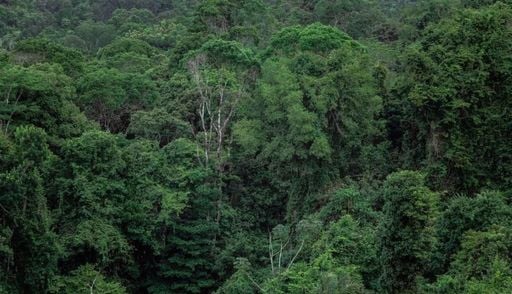 Desmatamento na Amaz&ocirc;nia registra queda recorde de 61,4% em maio de 2026