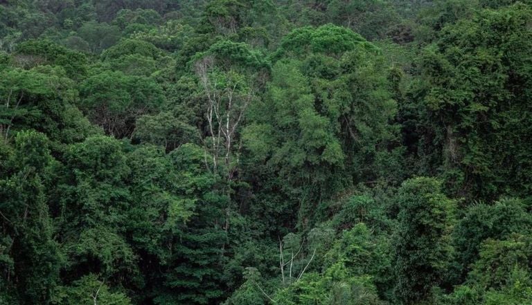 Desmatamento na Amaz&ocirc;nia registra queda recorde de 61,4% em maio de 2026
