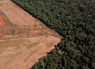 Desmatamento no Cerrado aumenta 16,5% nos últimos meses e preocupa cientistas