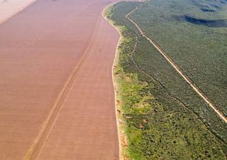 Desmatamento no Cerrado registra redução pela primeira vez nos últimos 5 anos, segundo INPE