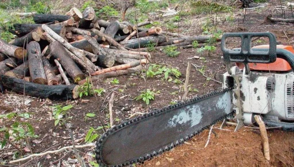 Área sob alerta de desmate em ambas as regiões no último mês chega a 596 km² Área sob alerta de desmate em ambas as regiões no último mês chega a 596 km². Crédito: Divulgação ICL Notícias