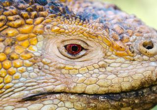 Después de 175 años nacen nuevas iguanas en las Islas Galápagos