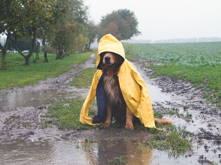 Perro lluvia Perro lluvia