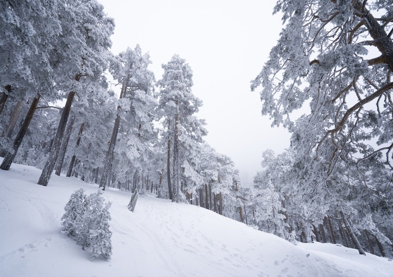 Llegan las nevadas históricas, después el hielo tomará la Península Llegan las nevadas históricas, después el hielo tomará la Península
