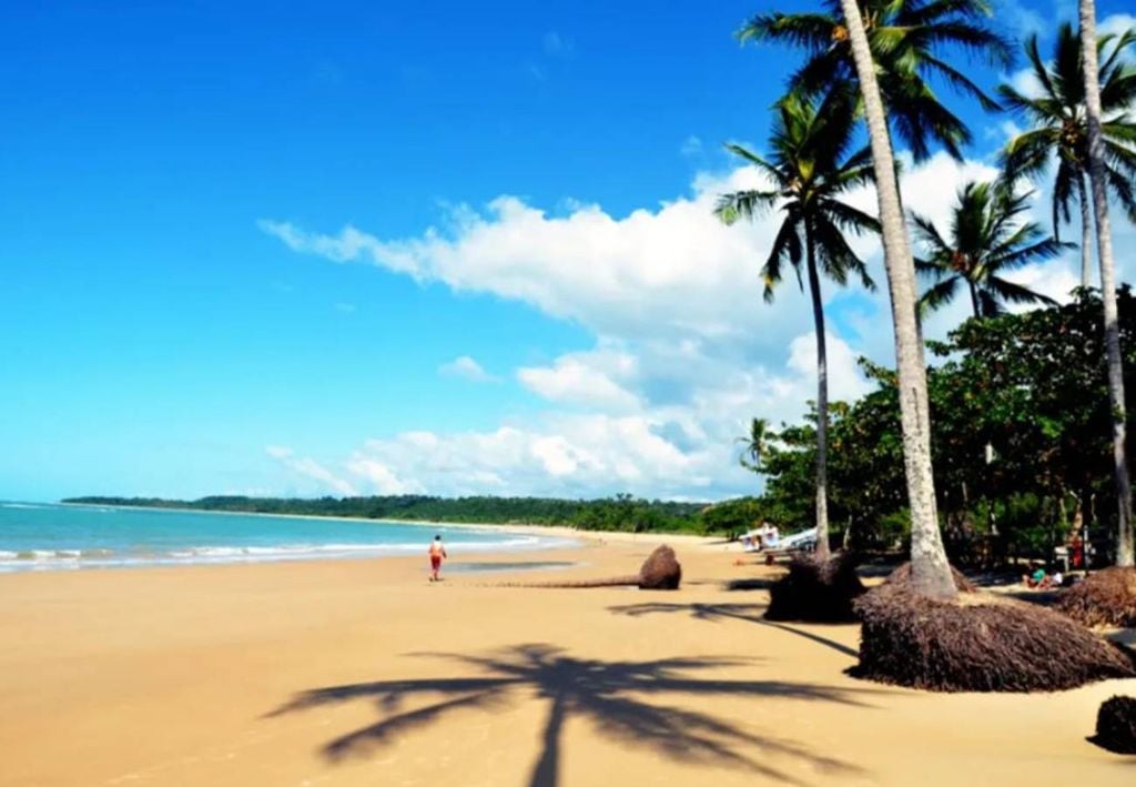 Os belos coqueiros que ladeiam a Praia dos Coqueiros oferecem sombra e frescor para os banhistas. Crédito: Divulgação.