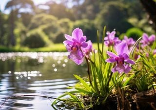 ¿Destino trágico para las orquídeas? Las rosas le están ganando terreno gracias a la influencia humana 