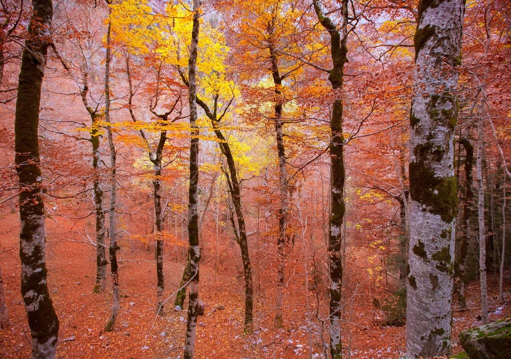 Otoño ordesa