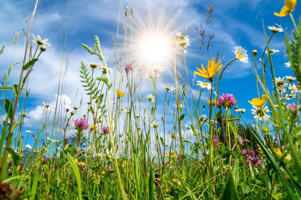 El documento utiliza una imagen significativa: hacer de la Tierra un jardín habitable para todos, en el que pueda crecer la vida, la fraternidad y la solidaridad. El documento utiliza una imagen significativa: hacer de la Tierra un jardín habitable para todos, en el que pueda crecer la vida, la fraternidad y la solidaridad.