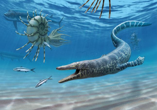 PhD study of mosasaur exposes first evidence of cannibalism among the extinct marine reptiles