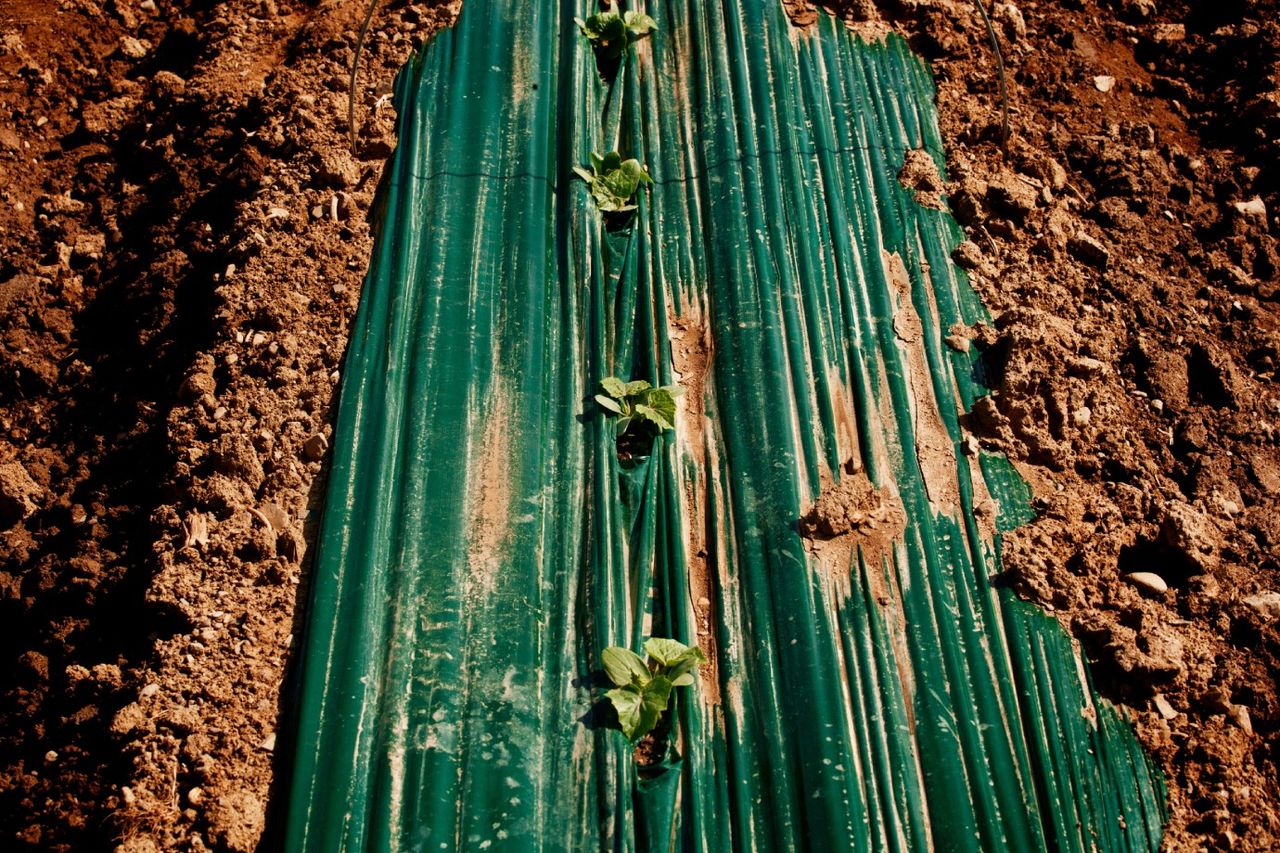El plástico agrícola, conocido como mantillo, se utiliza ampliamente para conservar la humedad del suelo, controlar las malezas y mejorar la productividad de los cultivos.