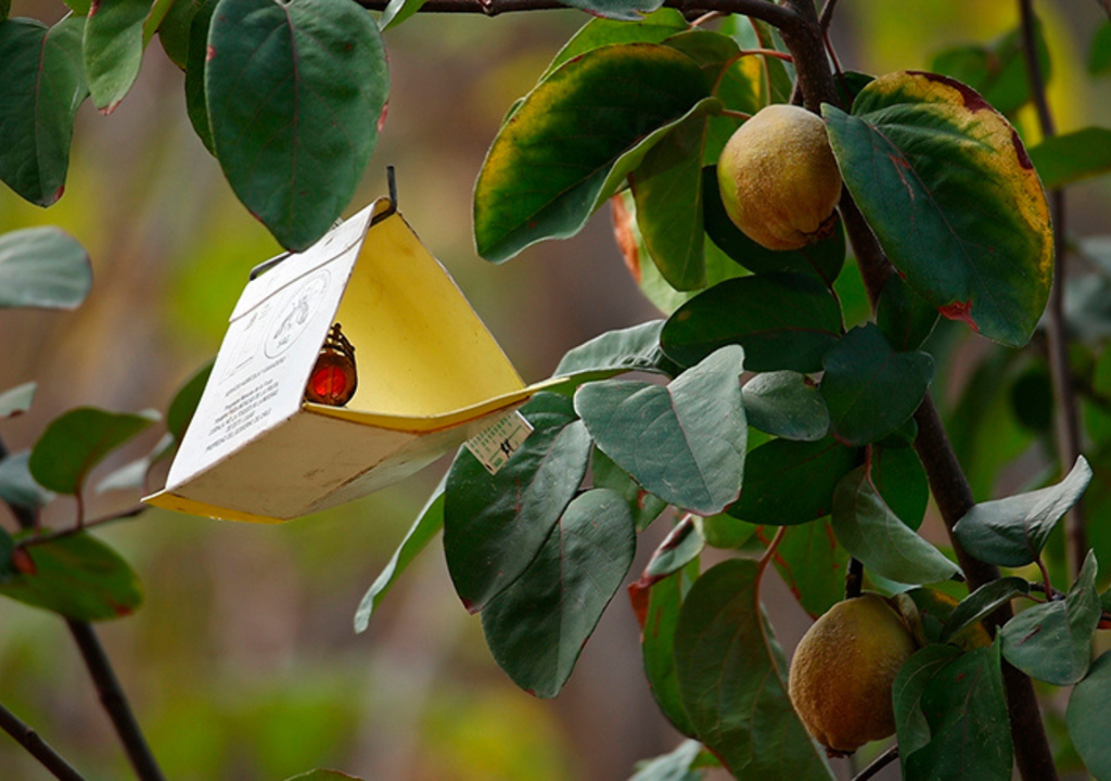 Ce type de pièges est installé dans les arbres dans tout le pays. Photo : SAG.