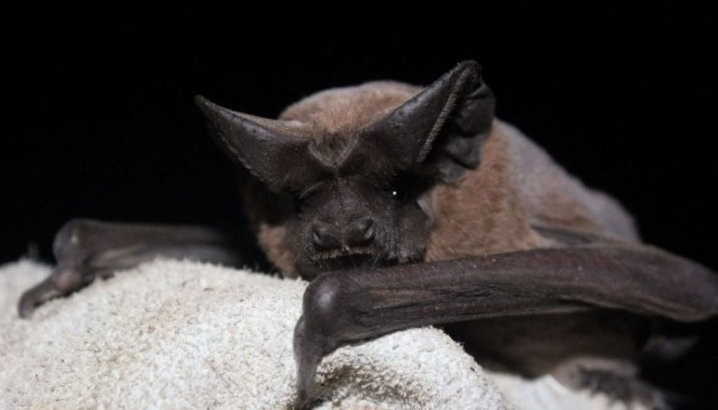 Murciélago El hallazgo de un murciélago con rabia en el barrio Lastarria activó un operativo especial en Providencia y Santiago Centro, con 200 dosis aplicadas a mascotas en un radio de 200 metros. Créditos de la Imagen: Universidad Santo Tomás.