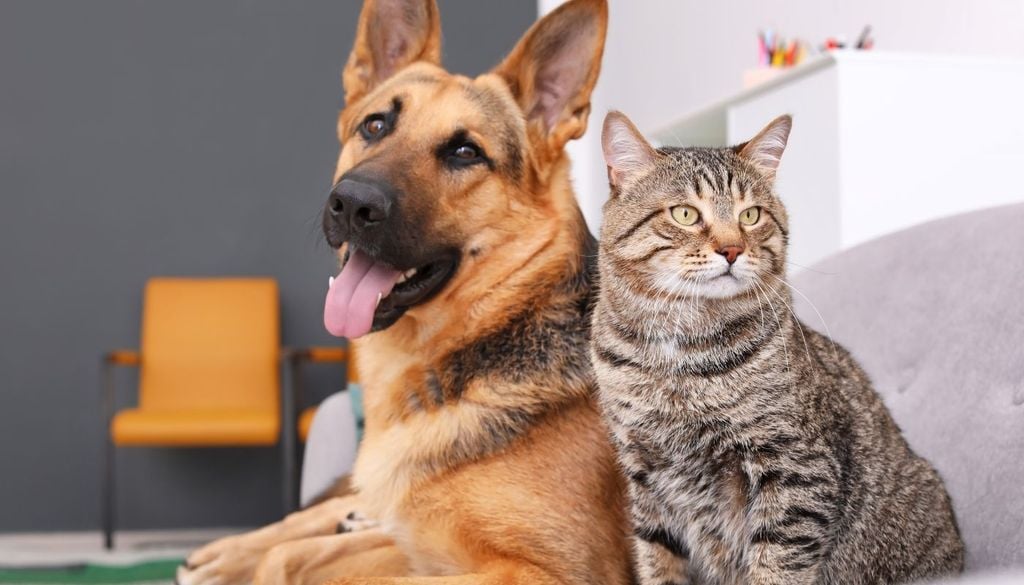 Mascotas La vacunación antirrábica de perros y gatos es una de las principales barreras para impedir que el virus pase desde la fauna silvestre hacia los animales domésticos y las personas.