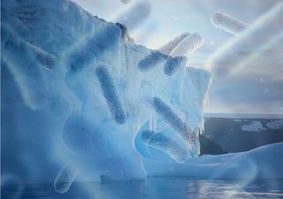Detectan bacterias hiperresistentes a antibióticos en la Antártica