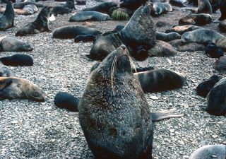 Detectan gripe aviar altamente patógena en la región antártica y la muerte masiva de elefantes marinos