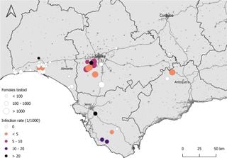 Los científicos detectan por primera vez el virus Sindbis en mosquitos del suroeste de España