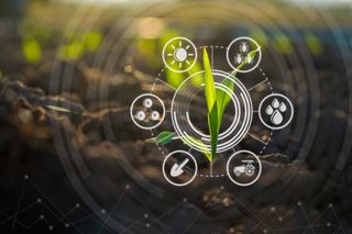 Detectando doenças em folhas de milho: inteligência artificial otimiza a produção agrícola