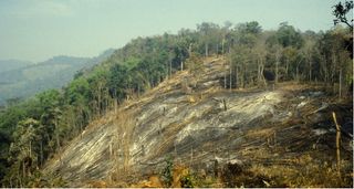 Detener la deforestación