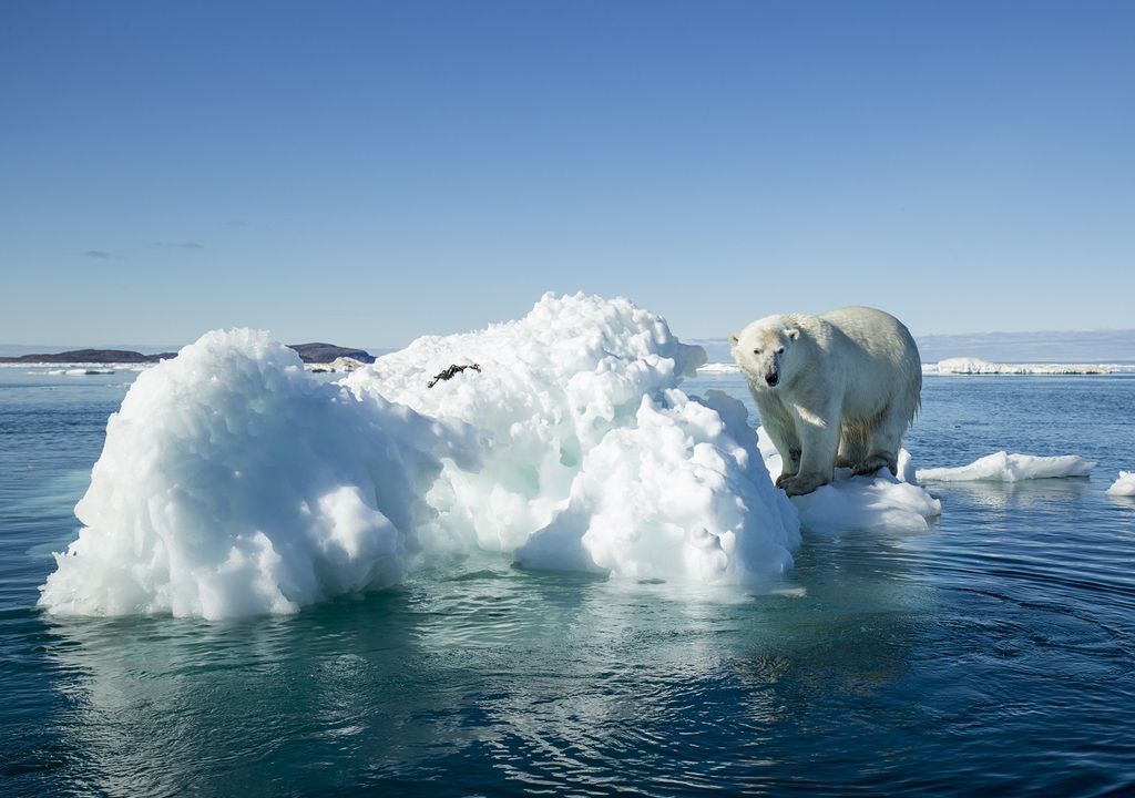 Oso Polar; témpano; océano ártico Oso Polar; témpano; océano ártico