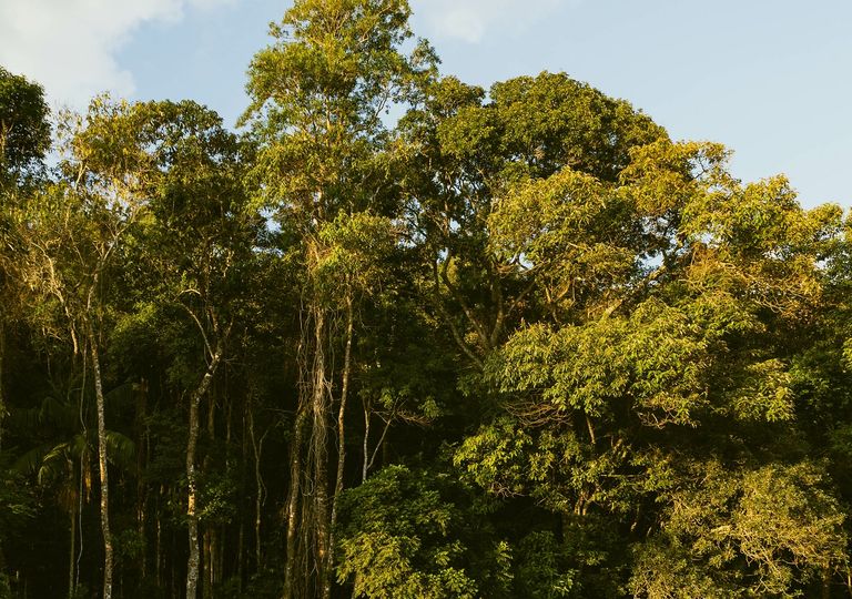 árboles; bosques árboles; bosques