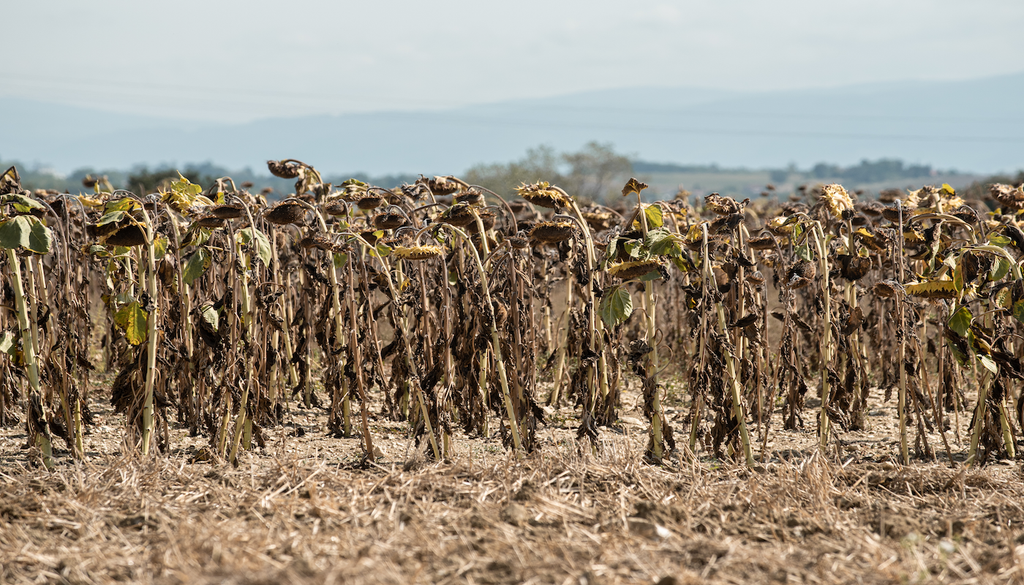Wenn das Wassersparkonto der Erde leerer wird: Vertrocknete Sonnenblumen zeigen, wie schnell aus fehlendem Regen eine Bedrohung für Landwirtschaft und Ernährung werden kann.