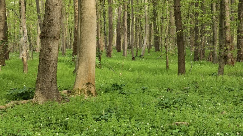 Eilenriede Wald Schatten, kühle Temperaturen, reine Luft: Der riesige Stadtwald ist eine Oase. Foto: Adobe Stock
