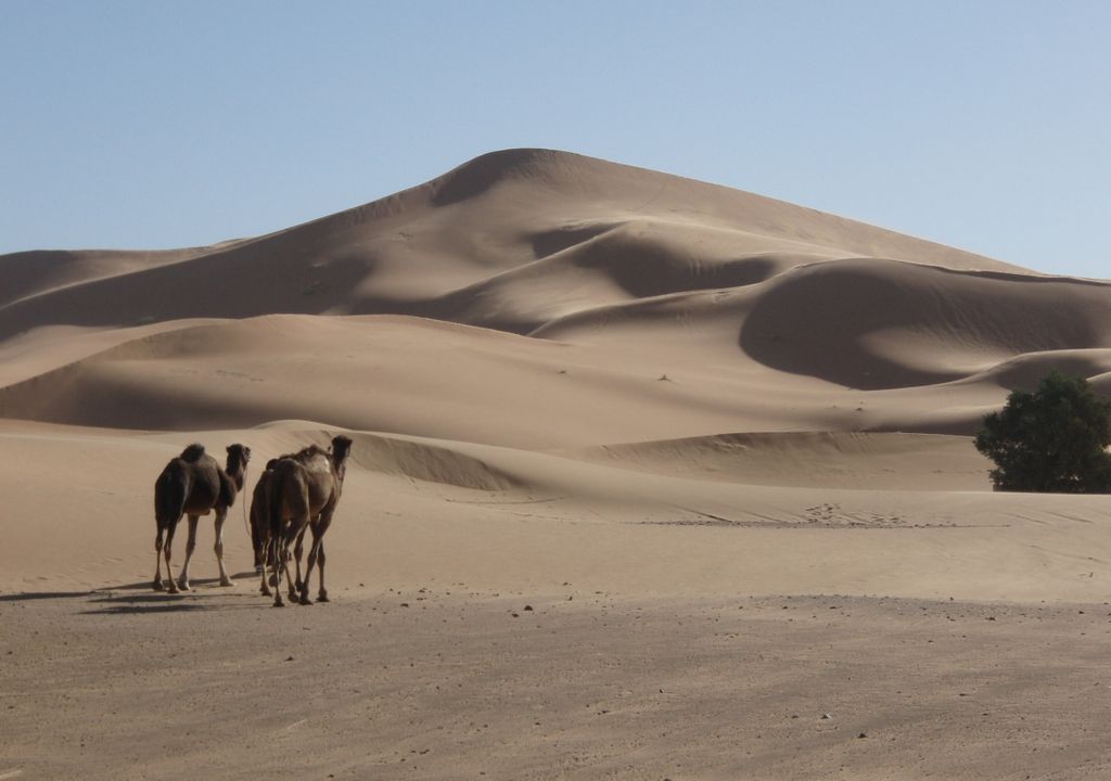 Düne Lala Lallia in der Sahara