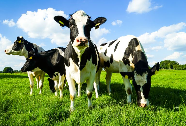 Impact viande environnement Impact viande environnement