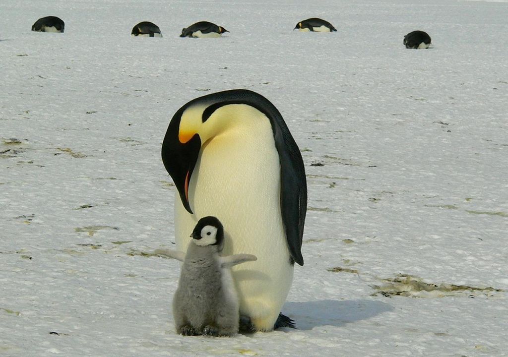 El pingüino emperador habita en la Antártida. El pingüino emperador habita en la Antártida.