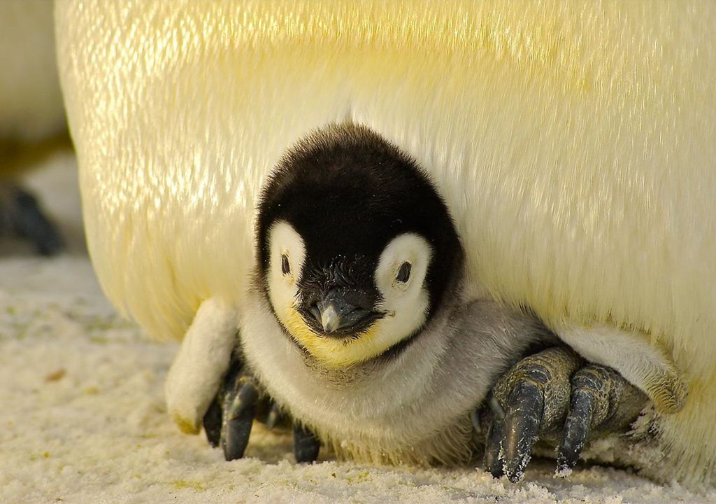 Día de la Concientización por los Pingüinos Día de la Concientización por los Pingüinos
