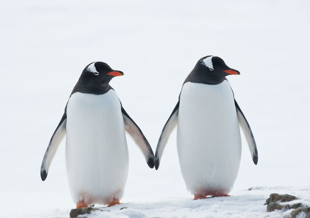 Día de la Concientización por los Pingüinos Día de la Concientización por los Pingüinos