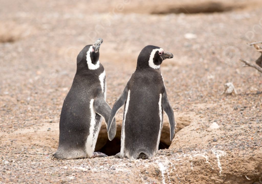 Pingüinos de Magallanes Pingüinos de Magallanes