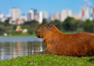 Día de Apreciación del Carpincho: celebrando al roedor más amigable del planeta 