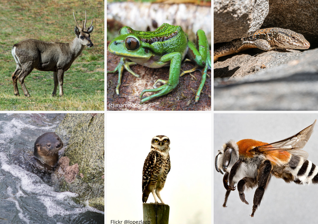 Candidatos para embajador de la fauna 2025: la taruka, la rana esmeralda, la iguana chilena, el chungungo, el pequén y la abeja caupolicana. Candidatos para embajador de la fauna 2025: la taruka, la rana esmeralda, la iguana chilena, el chungungo, el pequén y la abeja caupolicana.