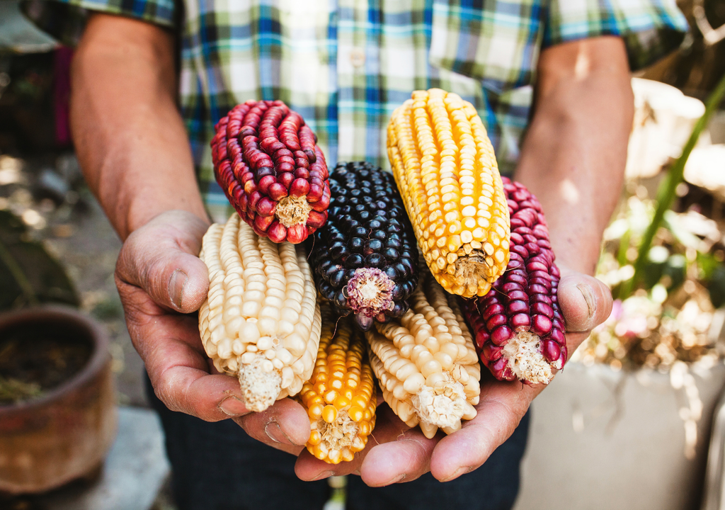 gastronomia; sostenibilidad; alimentacion; cultura; cultivo local gastronomia; sostenibilidad; alimentacion; cultura; cultivo local