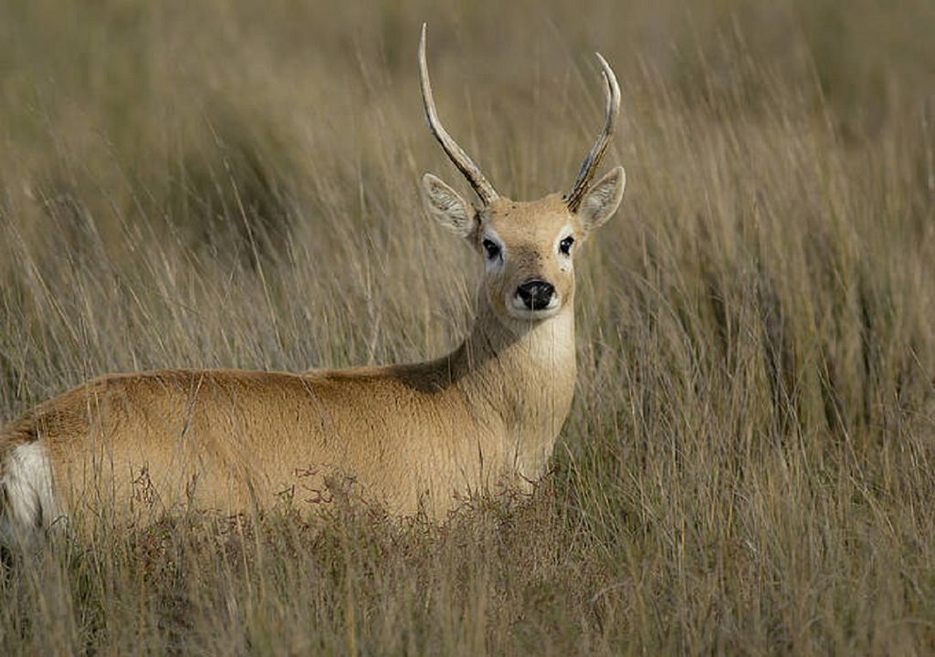 dia del animal 29 de abril animales en peligro de extinción en Argentina