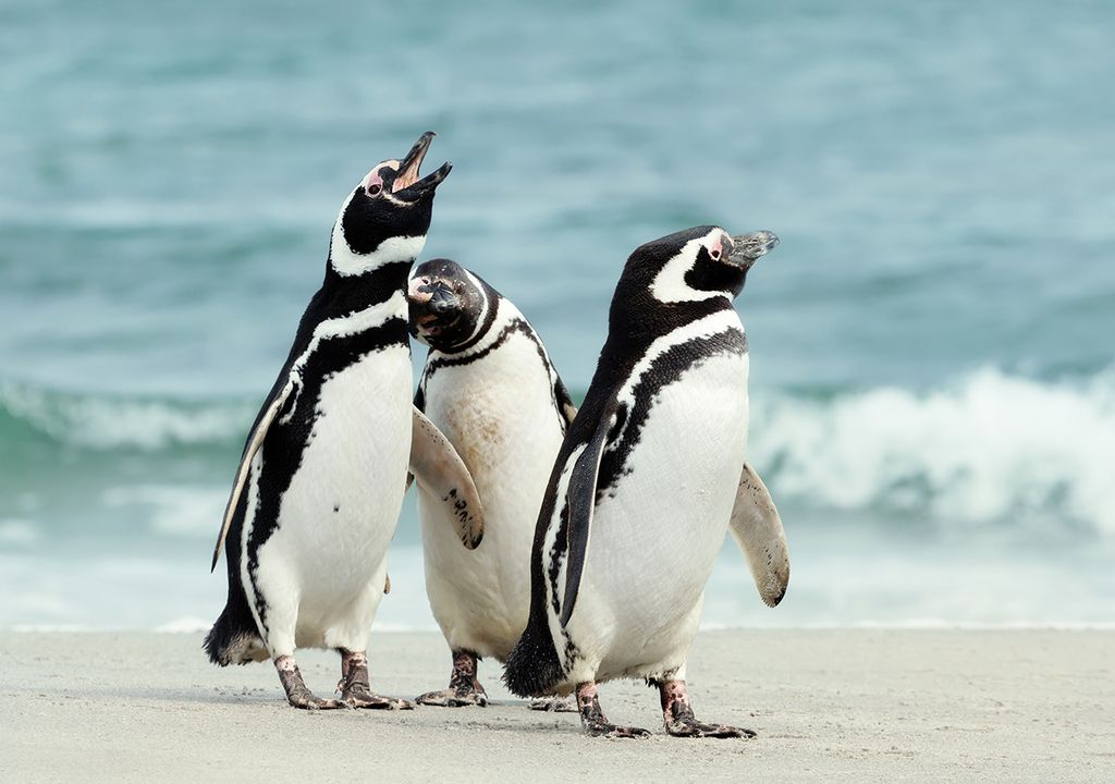 dia del animal 29 de abril animales en peligro de extinción en Argentina