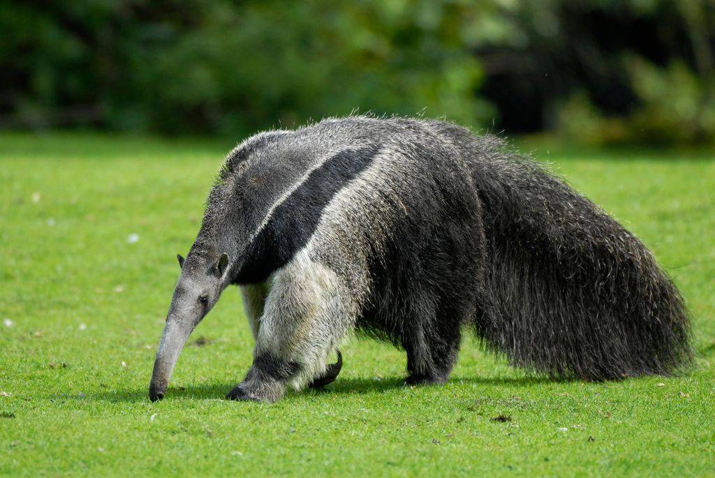 dia del animal 29 de abril animales en peligro de extinción en Argentina