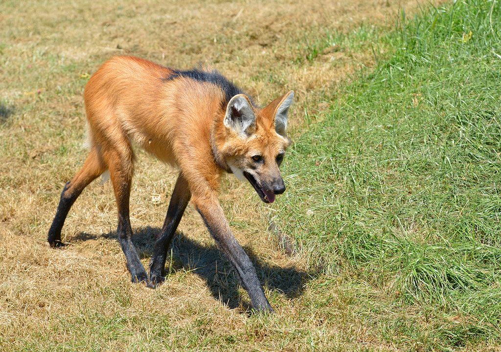 dia del animal 29 de abril animales en peligro de extinción en Argentina