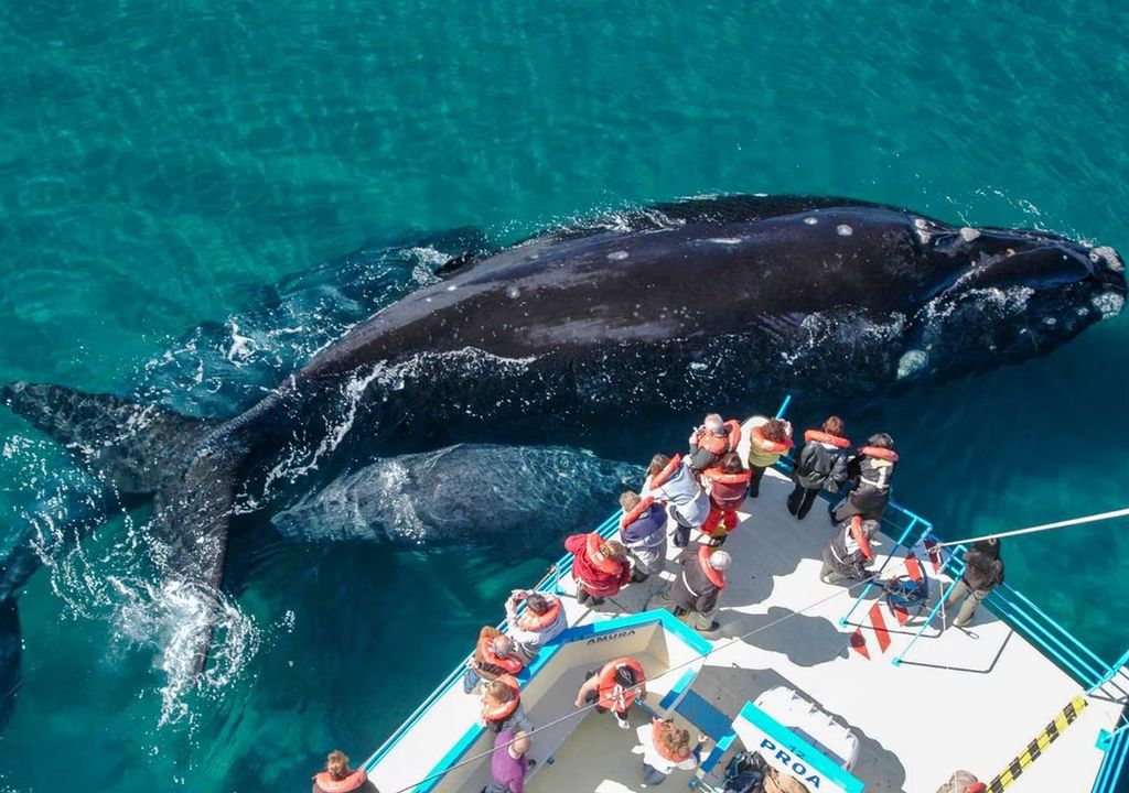 dia del animal 29 de abril animales en peligro de extinción en Argentina