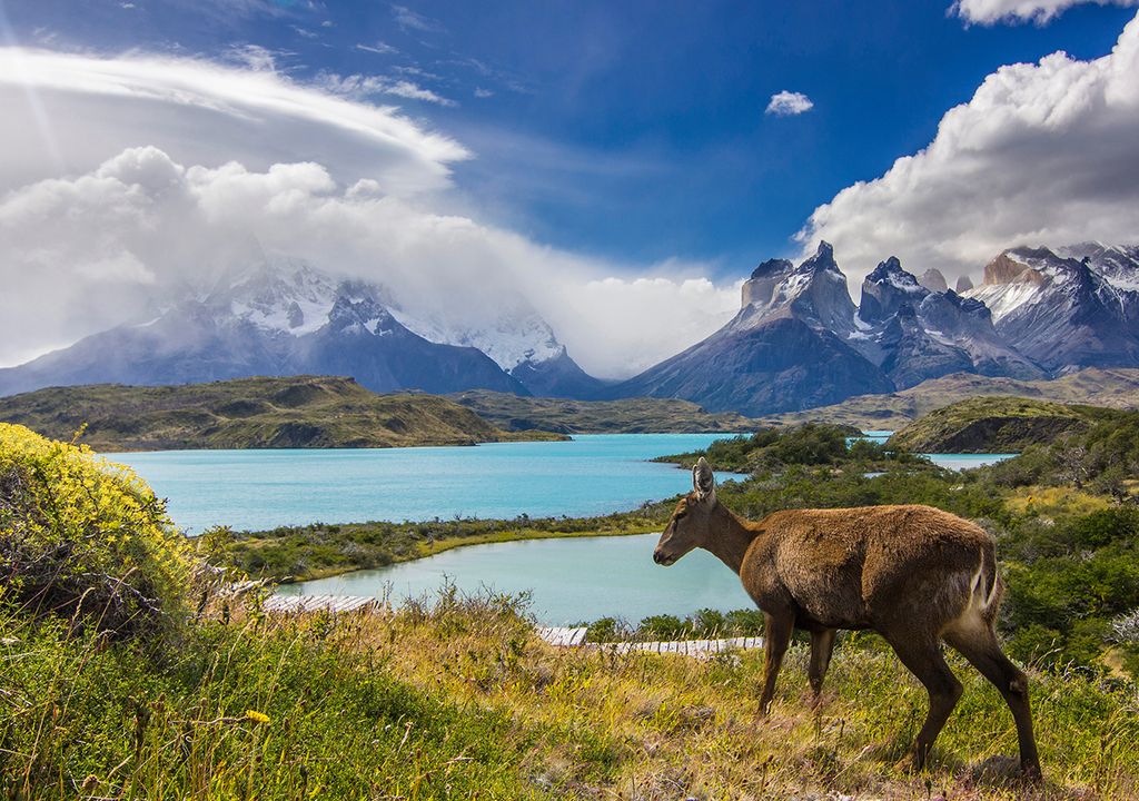 dia del animal 29 de abril animales en peligro de extinción en Argentina
