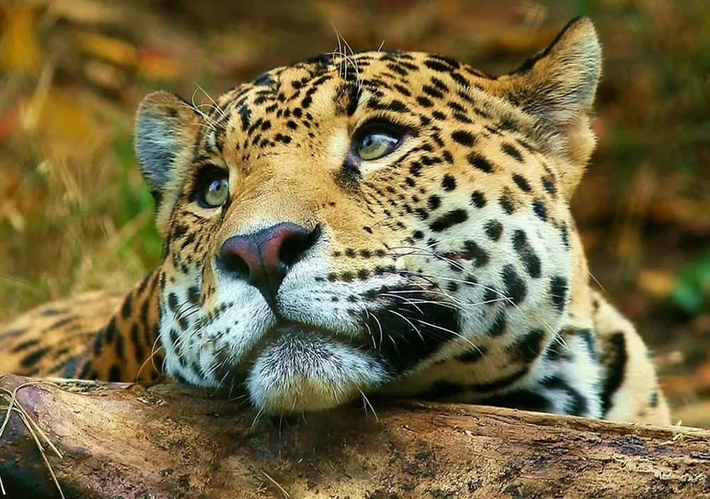 dia del animal 29 de abril animales en peligro de extincion en Argentina