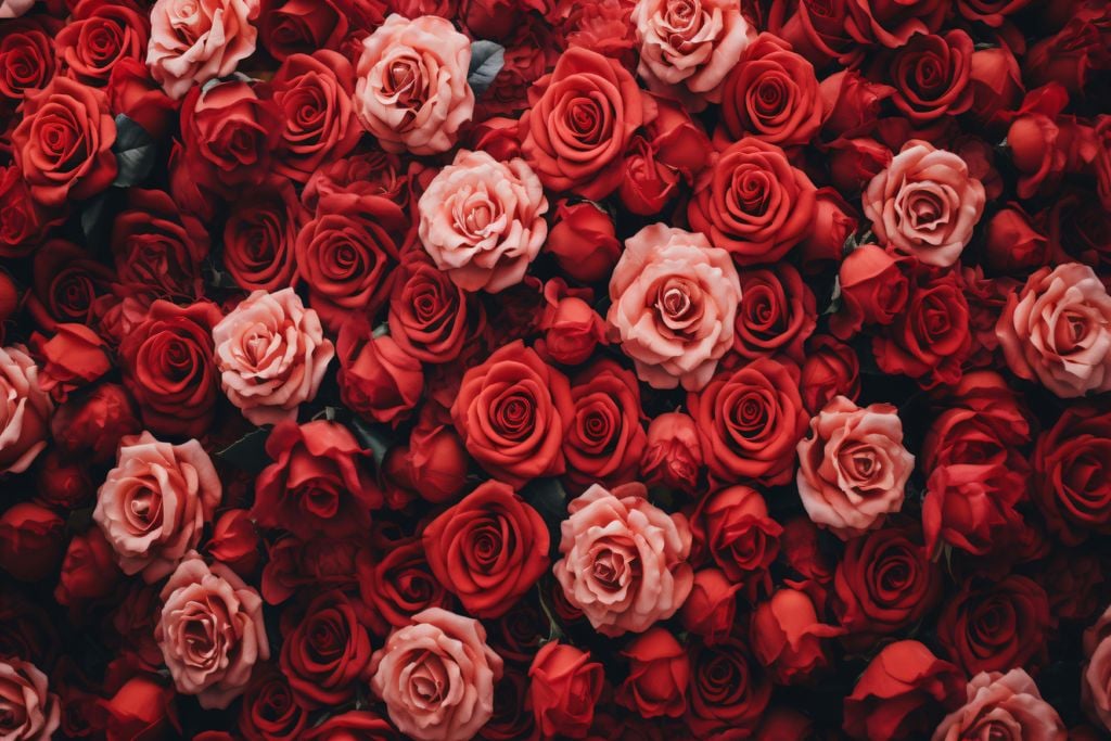 Rosas ganham destaque na proximidade do Dia dos Namorados, período em que produtores e floriculturas intensificam os cuidados para garantir flores frescas e bem conservadas.