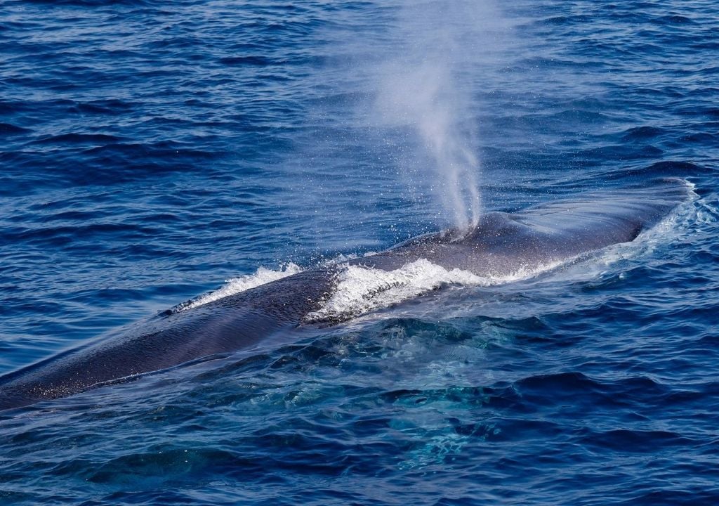 Ballena fin El 19 de febrero fue la fecha instaurada en 1986 por la Comisión Ballenera Internacional para conmemorar la entrada en vigor de la moratoria que prohibió la caza comercial de ballenas.