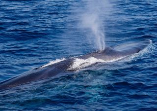 Día Internacional de la Ballena: un festival en Atacama une investigación y comunidad para proteger el mar
