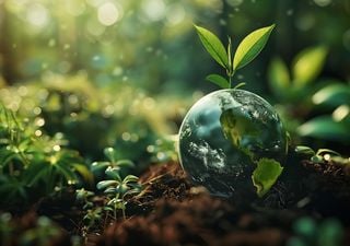 Día Internacional de los Bosques 2025: 