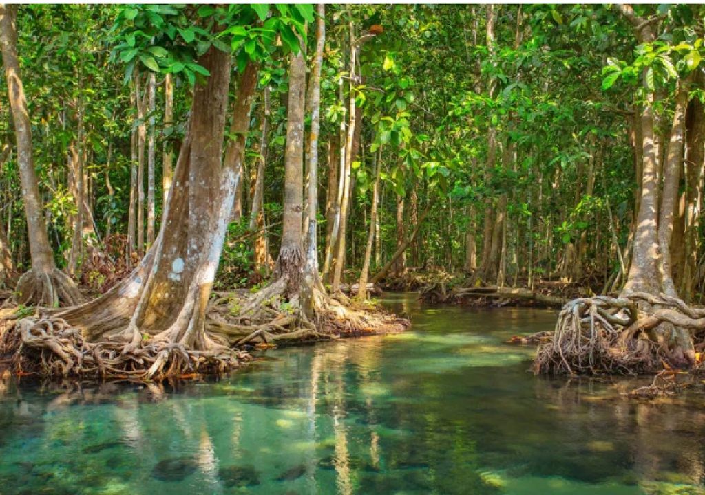 Dia internacionales de los manglares